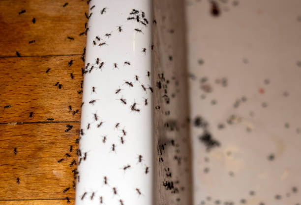Trusted Allendale, MI Pest Control Experts