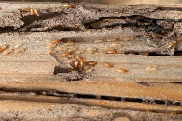 Pest Control Cost in Allendale, MI