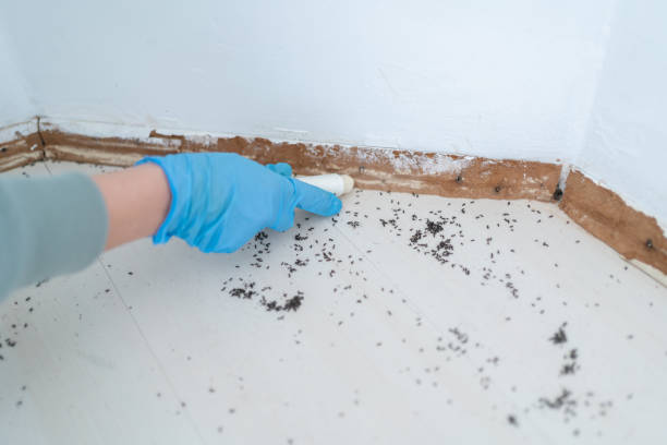 Wasp Removal Services in Allendale, MI